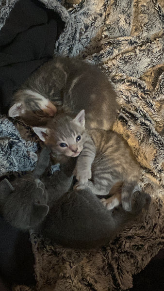 Tin of food for Polly - The Helz Ltd cat