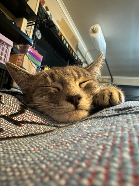 Tin of food for Polly - The Helz Ltd cat