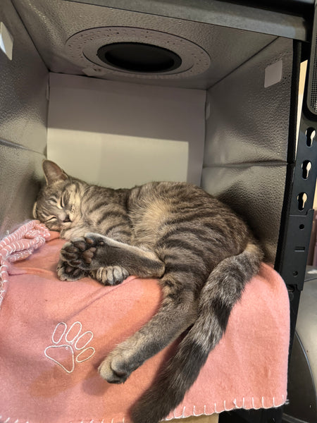 Tin of food for Polly - The Helz Ltd cat